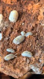 Armadillidium granulatum "magic potion" isopods, Dieren en Toebehoren, Insecten en Spinnen, Overige soorten