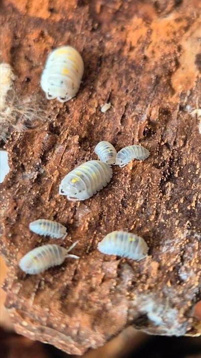 Armadillidium granulatum "magic potion" isopods, Dieren en Toebehoren, Insecten en Spinnen, Overige soorten