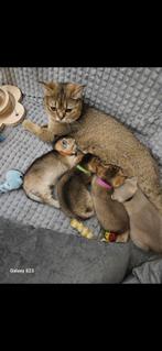 Britse korthaar kittens te koop!, Dieren en Toebehoren, Katten en Kittens | Raskatten | Korthaar, Meerdere dieren, 0 tot 2 jaar