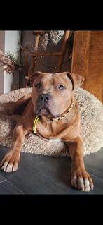 American Bully XL bijna 11 maanden oud, Dieren en Toebehoren, Honden | Bulldogs, Pinschers en Molossers, 15 weken tot 1 jaar, Eén hond