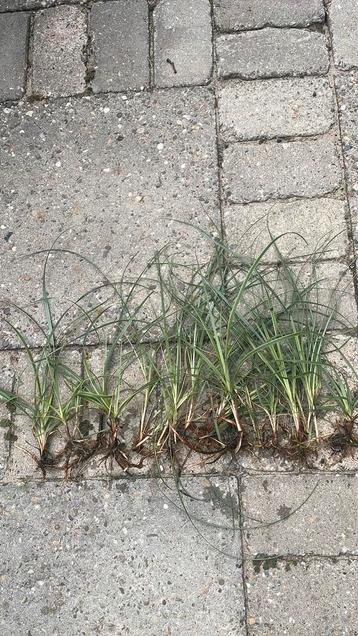 Carex siergras 13 stekjes vaste plant winterhard beschikbaar voor biedingen