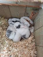 Baby konijntjes, Dieren en Toebehoren, Konijnen, Meerdere dieren, 0 tot 2 jaar, Middelgroot