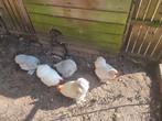 Broedeieren cochin grijs wit isabel, Dieren en Toebehoren, Pluimvee, Geslacht onbekend, Kip