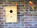 Rood- borst splendid, Dieren en Toebehoren, Vogels | Parkieten en Papegaaien, Meerdere dieren, Parkiet, Geringd