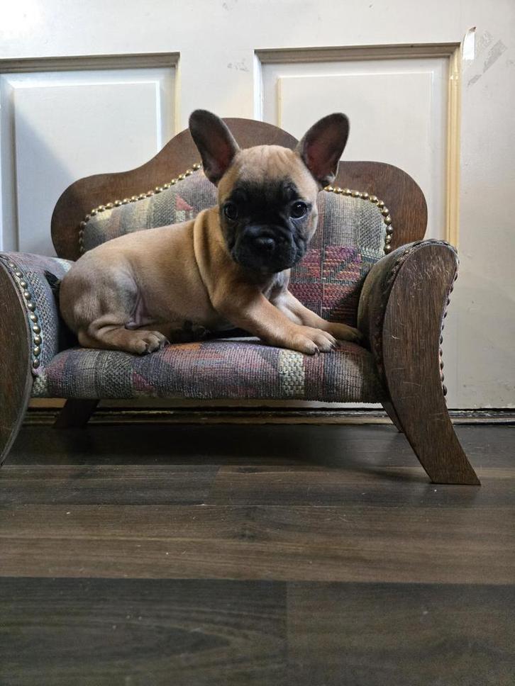 Franse bulldog pups 8 weken zijn nog 1 reutje bruine man, Dieren en Toebehoren, Honden | Bulldogs, Pinschers en Molossers, Meerdere dieren