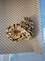 Pastel cryptic 66 het dg 50 het ultramel, Slang