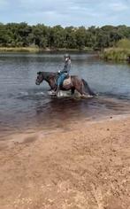Extreem lieve kinderpony, Dieren en Toebehoren, Pony's, Ruin, Niet van toepassing, Gechipt, B pony (1.17m tot 1.27m)