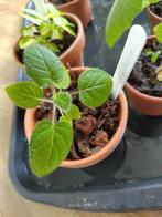 Kiemplant  Naranjilla (Solanum quitoense), Huis en Inrichting, Kamerplanten, Ophalen, Volle zon, Minder dan 100 cm