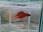 Betta splendens kempvis man, Vis, Zoetwatervis