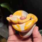 Lavender albino piebald, Dieren en Toebehoren, Reptielen en Amfibieën, Slang, 0 tot 2 jaar