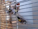 vogels, Dieren en Toebehoren, Vogels | Overige Vogels, Meerdere dieren, Wildzangvogel, Geringd