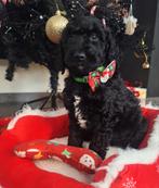 MINI Australian labradoodle pups, Nederland, Overige rassen, 8 tot 15 weken, Meerdere