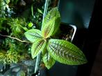 Triolena pustulata, Ophalen of Verzenden, Halfschaduw, Minder dan 100 cm