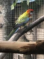 Te koop rosella’s, Dieren en Toebehoren, Vogels | Parkieten en Papegaaien, Meerdere dieren, Parkiet, Geringd