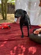 Tomo leuk actief mannetje, Dieren en Toebehoren, Honden | Niet-rashonden, Particulier, Rabiës (hondsdolheid), Reu, Buitenland