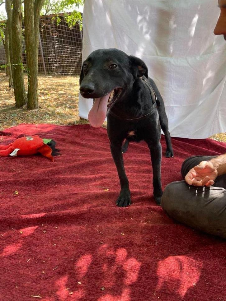 Tomo leuk actief mannetje, Dieren en Toebehoren, Honden | Niet-rashonden, Middel, Reu, Particulier, Eén hond, Buitenland, 3 tot 5 jaar