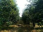 Mooie grote Elstar Appelbomen, Appelboom, Volle zon, 250 tot 400 cm, Ophalen