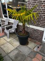 Mooie palmboom in pot, Overige soorten, Volle zon, Vaste plant, Ophalen of Verzenden