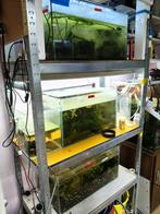 Stelling met 3 aquarium en 1x Lido 120 kweek aquarium, Dieren en Toebehoren, Ophalen, Gebruikt, Gevuld zoetwateraquarium