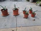 6 Groene Agave planten 2x grote 4x kleine, Tuin en Terras, Planten | Tuinplanten, Volle zon, Vaste plant, Bloeit niet, Ophalen