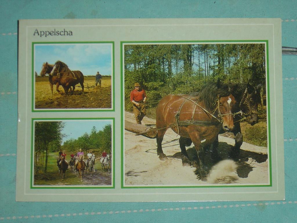 23) Kleuren Ansichtkaart Appelscha, Verzenden, 1980 tot heden, Gelopen, Friesland