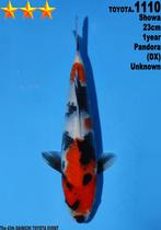 Showa Dainchi Toyota tosai nieuwe collectie Heeschkoi, Karper of Koi