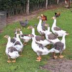 Twentselandgans, Dieren en Toebehoren, Pluimvee, Meerdere dieren, Gans of Zwaan