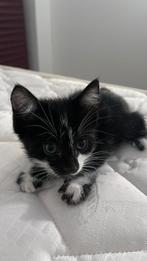 SOS ! Poes en kitten adopteren !!, Poes