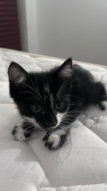 SOS ! Poes en kitten adopteren !! beschikbaar voor biedingen