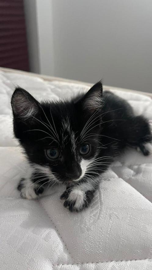 SOS ! Poes en kitten adopteren !!, Dieren en Toebehoren, Katten en Kittens | Overige Katten, Poes