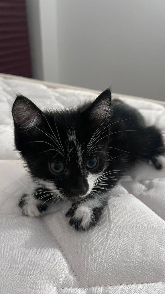 SOS ! Poes en kitten adopteren !!, Dieren en Toebehoren, Katten en Kittens | Overige Katten, Poes