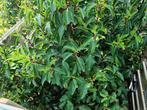 Actie: Portugese Laurieren voor een mooie dichte groene haag, Ophalen of Verzenden, Laurier, Haag, 100 tot 250 cm