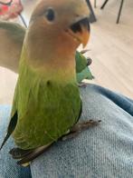 Babay agapornis, Dwergpapegaai of Agapornis