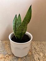 Vrouwentong Sanseveria groen kamerplant plant 34 cm in pot, Overige soorten, Minder dan 100 cm, Halfschaduw, In pot