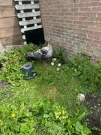 Kalkoen met 7 kippen kuikens, Dieren en Toebehoren, Pluimvee, Kalkoen
