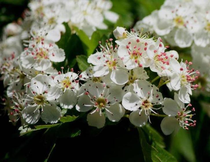 Goedkope meidoorn haag, Crataegus hagen, Tuin en Terras, Planten | Struiken en Hagen, Beukenhaag, 100 tot 250 cm, Ophalen of Verzenden