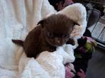 Prachtige chocolade chihuahua pup nog 1 reutje beschikbaar, CDV (hondenziekte), 8 tot 15 weken, Meerdere, Meerdere dieren