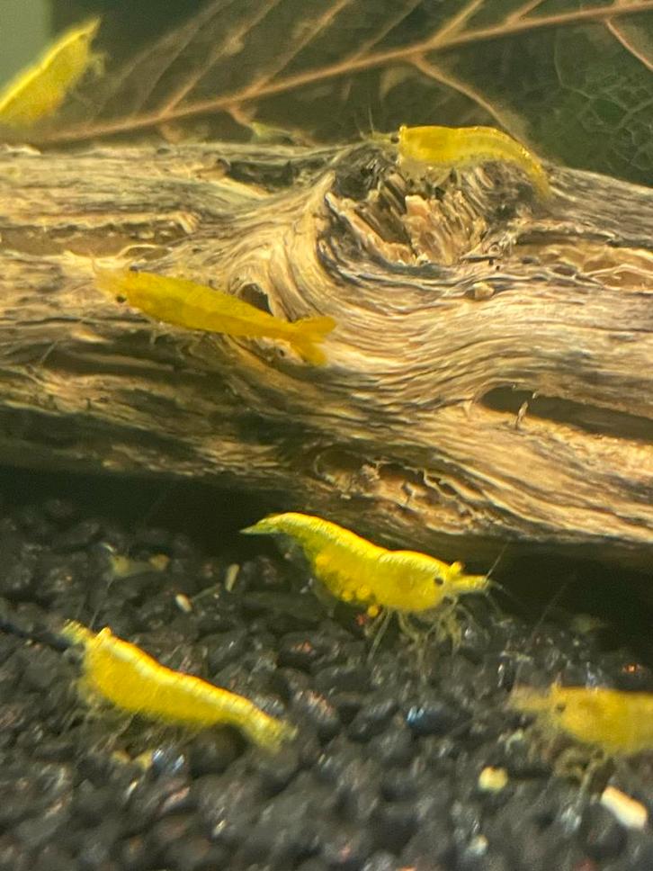 Garnalen :Citroengarnaal  (Neocaridina davidi yellow), Dieren en Toebehoren, Vissen | Aquariumvissen, Kreeft, Krab of Garnaal