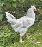 Mooie parelgrijs lavendel auracana haantje haan kippen, Dieren en Toebehoren, Pluimvee, Mannelijk, Kip
