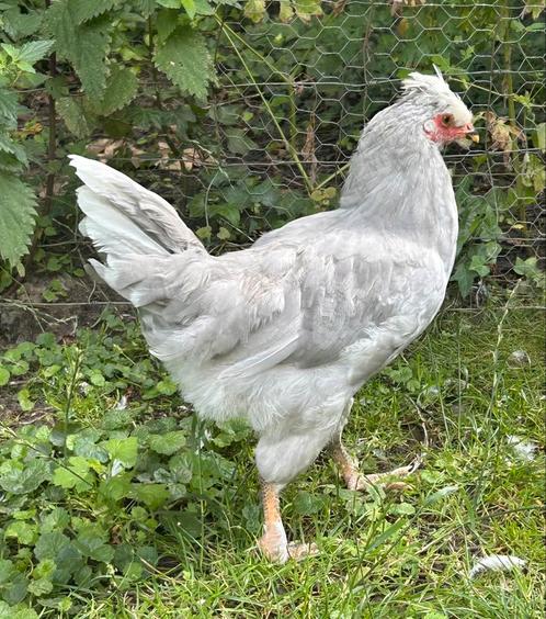 Mooie parelgrijs lavendel auracana haantje haan kippen, Dieren en Toebehoren, Pluimvee, Kip, Mannelijk