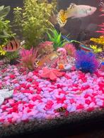 Diverse baby guppen gratis af te halen, Vis