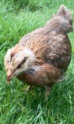 Welsumer kuikens (groot) te koop, Dieren en Toebehoren, Pluimvee, Meerdere dieren, Kip