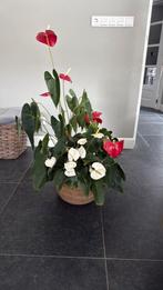 Kamerplanten/flamingo plant, Tuin en Terras, Ophalen of Verzenden, Zo goed als nieuw, Rond, Minder dan 30 cm