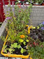 Biologische planten UITVERKOOP, Ophalen, Zomer, Overige soorten, Halfschaduw