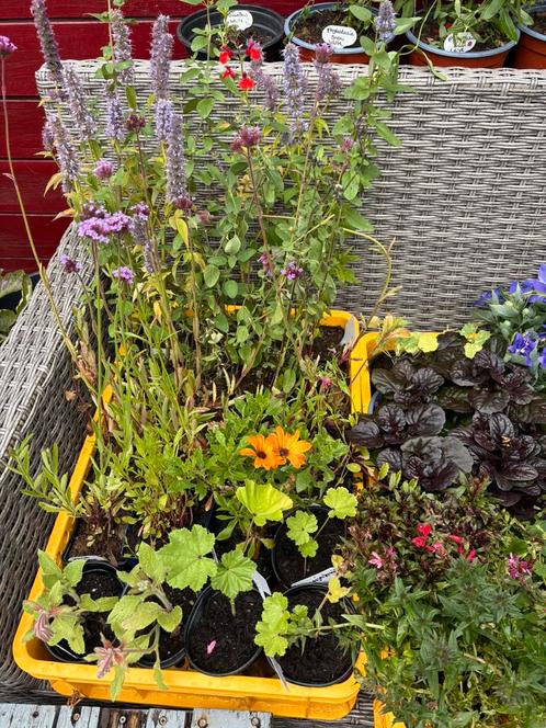 Biologische planten UITVERKOOP, Tuin en Terras, Planten | Tuinplanten, Overige soorten, Halfschaduw, Zomer, Ophalen