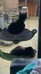 Kattenhangmat, Ophalen