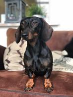 Herplaatser hond- aangeboden -  lieve Teckel teefje, Dieren en Toebehoren, Honden | Teckels en Dashonden, Kaninchen, 6 jaar of ouder