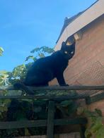 SPOED! poes die nog een huisje zoekt!, Poes, Kortharig, 0 tot 2 jaar