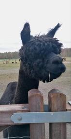 Choco- zwarte alpaca ruin, Dieren en Toebehoren, Overige Dieren, Mannelijk