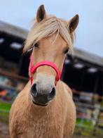 Mooie Fjord veulens, jaarlingen en tweejarigen., Dieren en Toebehoren, Pony's, 3 tot 6 jaar, Onbeleerd, Meerdere dieren, Recreatiepony